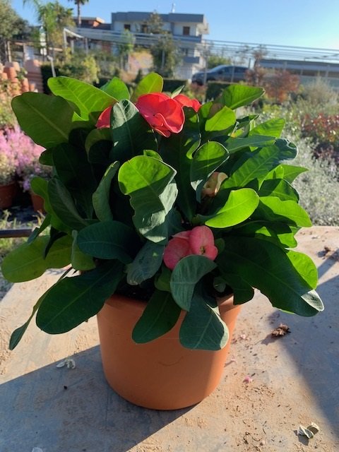 Euphorbia x Lomi rossa ( Spina di Cristo) vaso 22cm