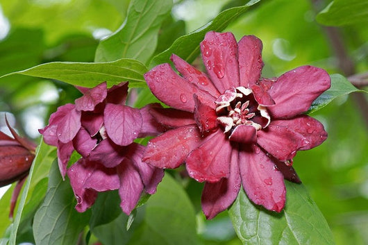 calycanthus x raulstonii 'hartlage wine' foto reali h 150cm