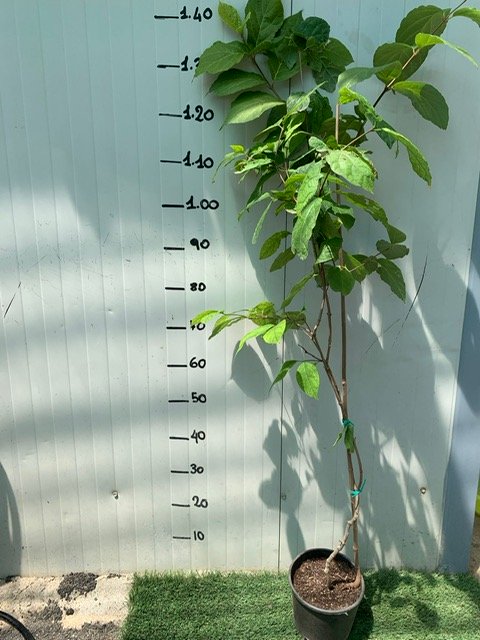 calycanthus x raulstonii 'hartlage wine' foto reali h 150cm