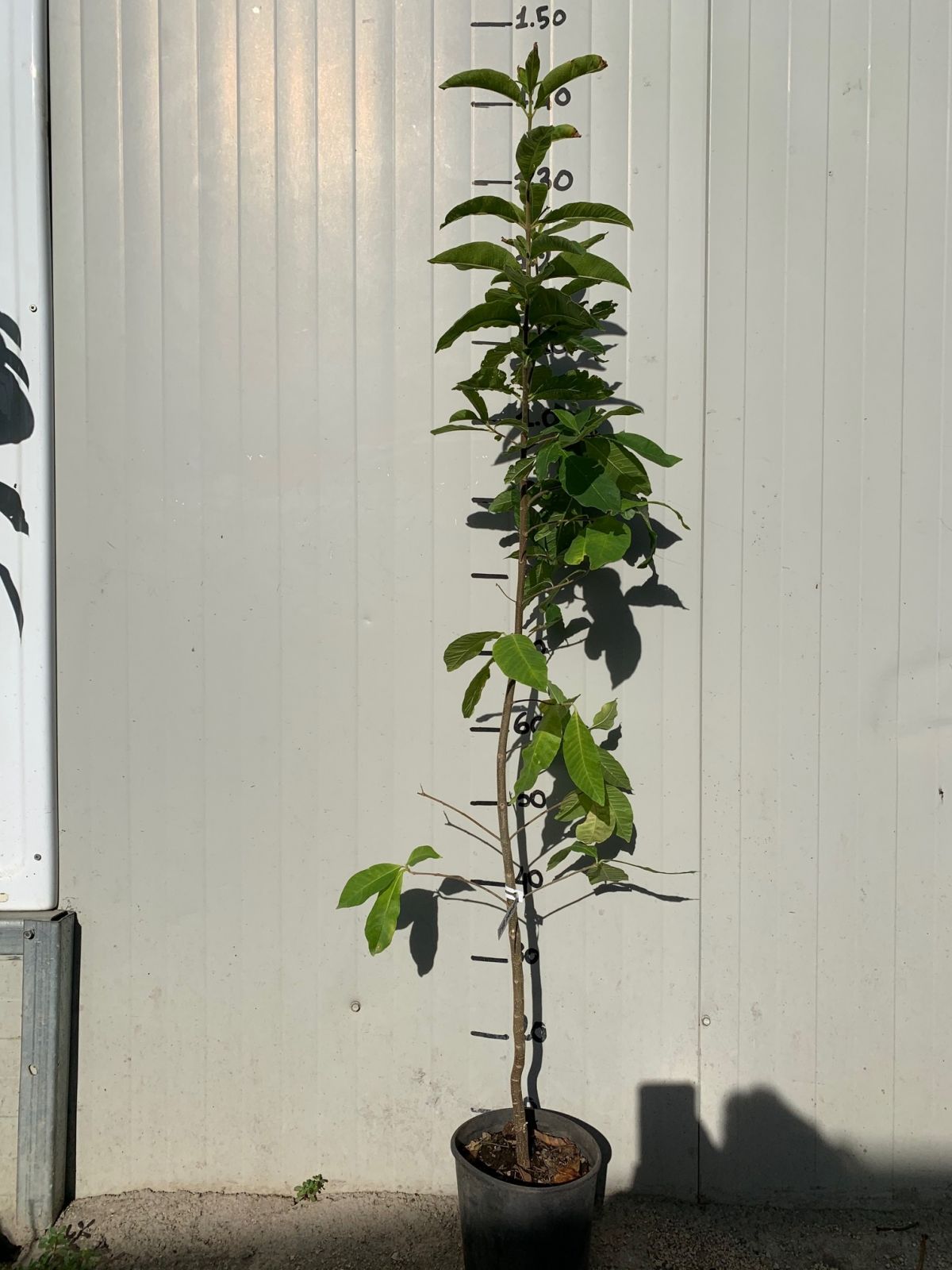 CALODENDRUM CAPENSE CALODENDRUM CAPENSE ( CASTAGNA DEL CAPO )