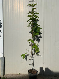 CALODENDRUM CAPENSE CALODENDRUM CAPENSE ( CASTAGNA DEL CAPO )