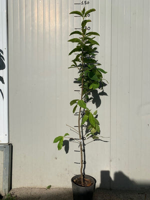 CALODENDRUM CAPENSE CALODENDRUM CAPENSE ( CASTAGNA DEL CAPO )