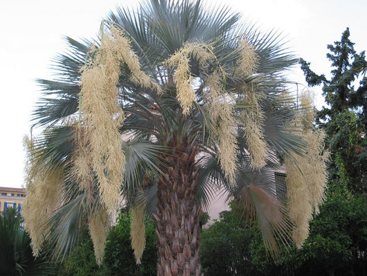 Brahea Armata (palma blu del messico ) esemplare H 250cm tronco 60cm