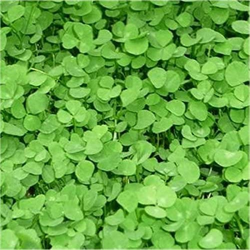 BOTTOS TRIFOGLIO REPENS NANO GR.500