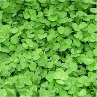 BOTTOS TRIFOGLIO REPENS NANO GR.500