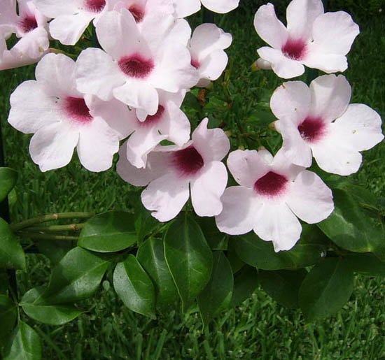 BIGNONIA PANDOREA JASMINOIDES H 110CM