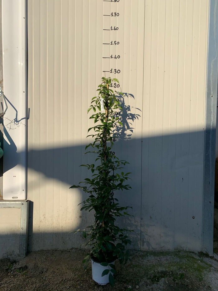 BIGNONIA PANDOREA JASMINOIDES H 110CM