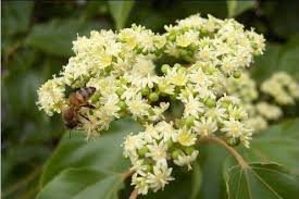 Albero del miele (Evodia Tetradium Danielli) h 80cm