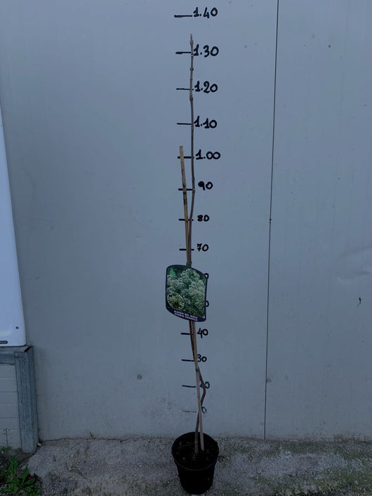 Albero del miele (Evodia Tetradium Danielli) h 80cm