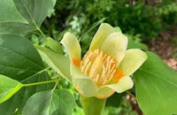 Pianta Albero dei tulipani (Liriodendron tulipifera) Liriodendro H 90cm