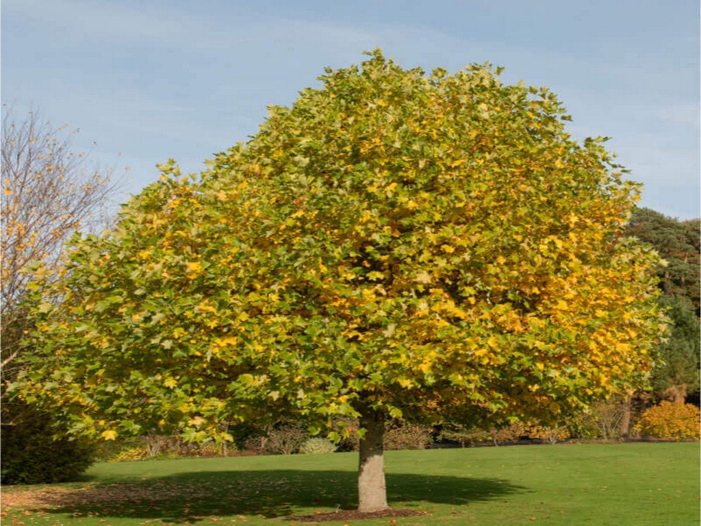 Pianta Albero dei tulipani (Liriodendron tulipifera) Liriodendro H 90cm