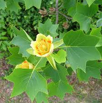 Pianta Albero dei tulipani (Liriodendron tulipifera) Liriodendro H 90cm