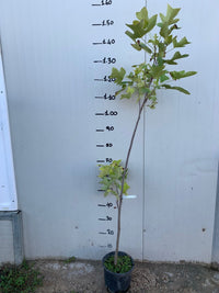 Pianta Albero dei tulipani (Liriodendron tulipifera) Liriodendro H 90cm