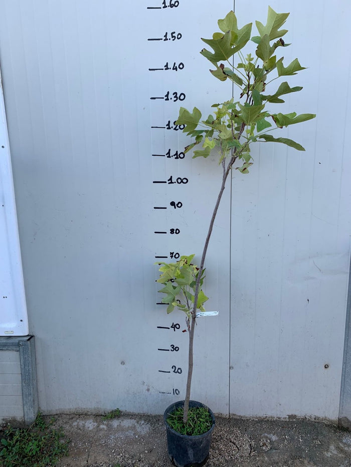 Pianta Albero dei tulipani (Liriodendron tulipifera) Liriodendro H 90cm