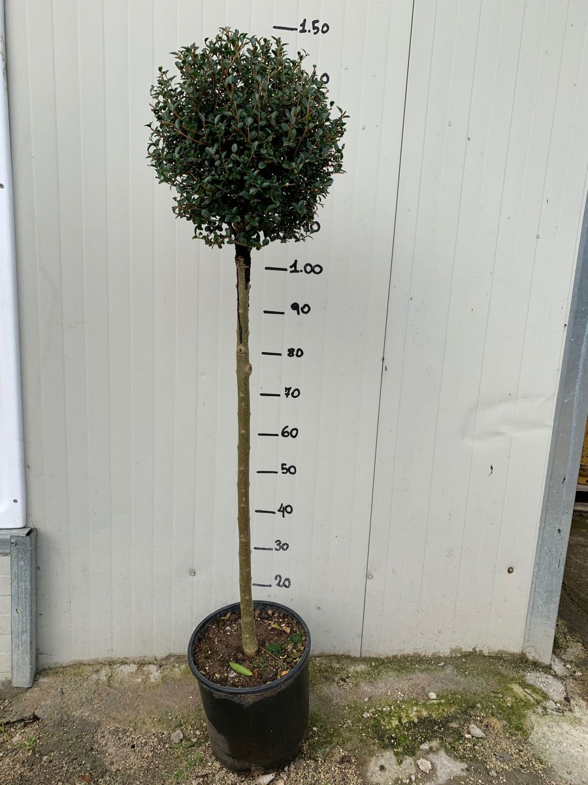 Alberello di Ligustro a palla in vaso 24cm foto reali