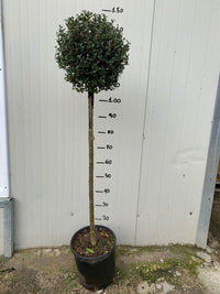 Alberello di Ligustro a palla in vaso 24cm foto reali