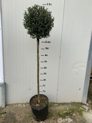 Alberello di Ligustro a palla in vaso 24cm foto reali