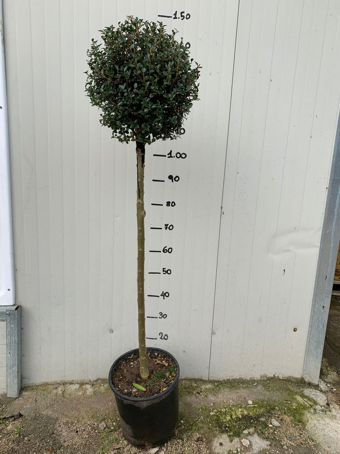 Alberello di Ligustro a palla in vaso 24cm foto reali