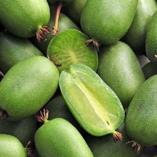 Actinidia arguta JUMBO kiwi senza pelo foto reali H 100 cm