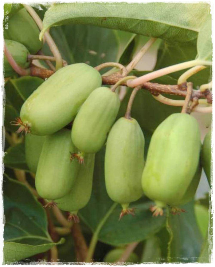 Actinidia arguta JUMBO kiwi senza pelo foto reali H 100 cm