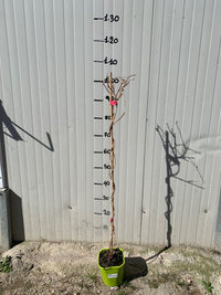 Actinidia arguta JUMBO kiwi senza pelo foto reali H 100 cm