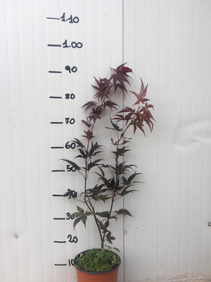 Acero palmatum bloodgood vaso 19cm