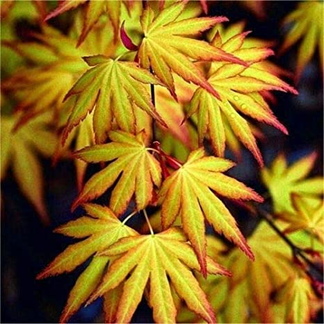 Acer palmatum “Katsura” / Acero giapponese “Katsura” H 150cm