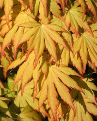 Acer palmatum “Katsura” / Acero giapponese “Katsura” H 150cm
