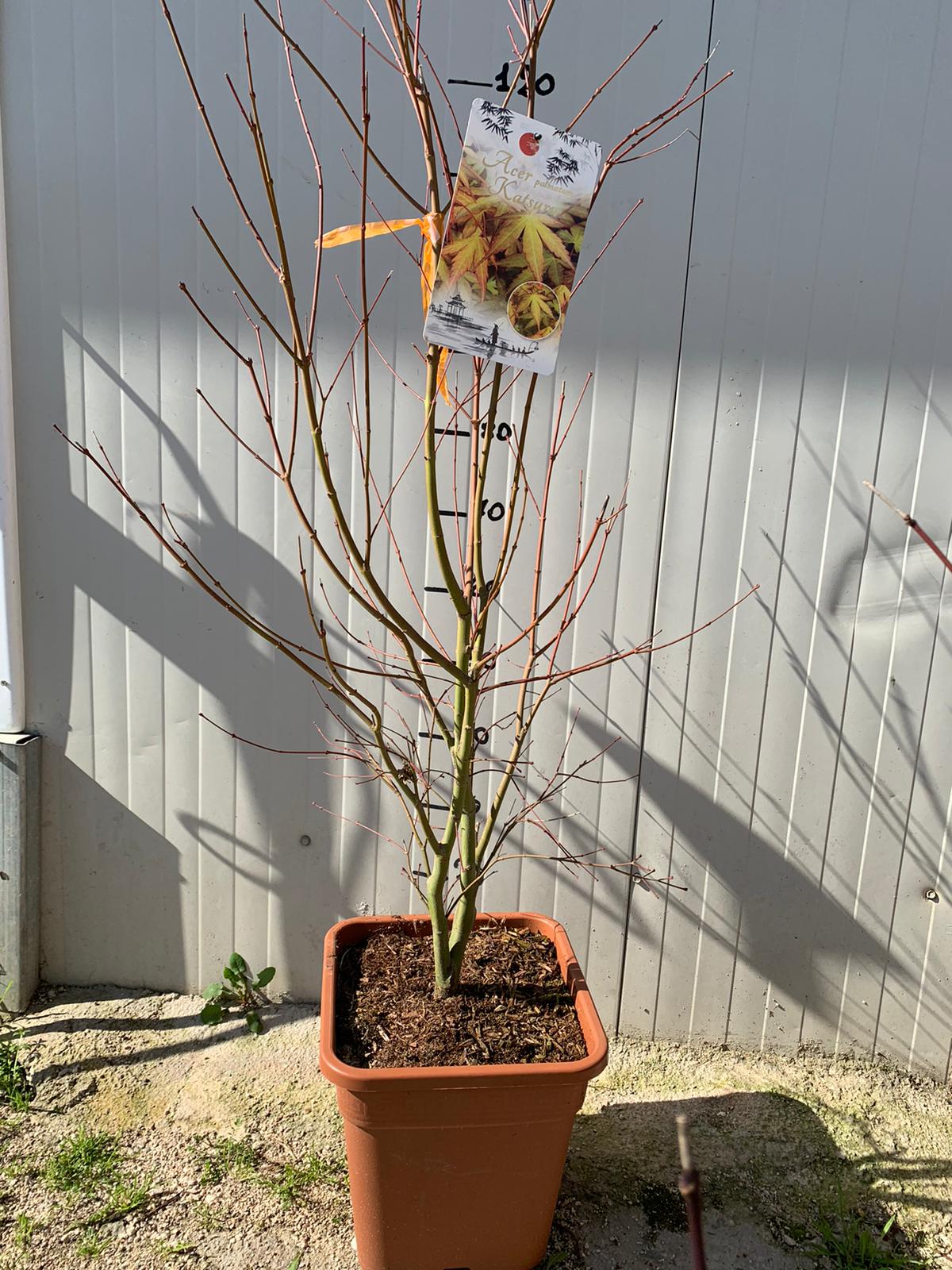 Acer palmatum “Katsura” / Acero giapponese “Katsura” H 150cm