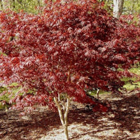 Acer Acero palmatum trompenburg H 150CM