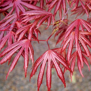 Acer Acero palmatum trompenburg H 150CM