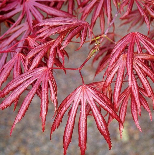 Acer Acero palmatum trompenburg H 150CM