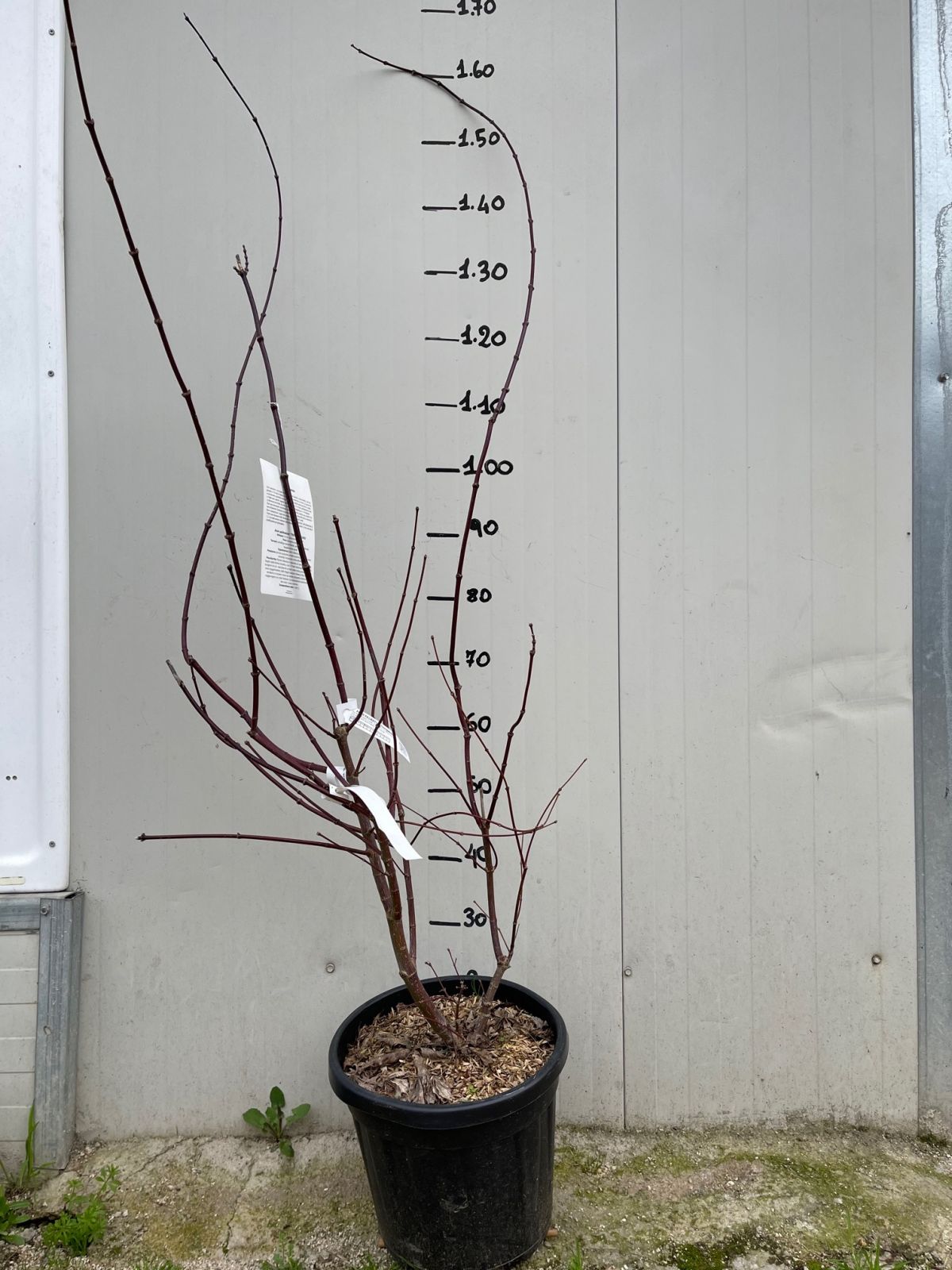 Acer Acero palmatum trompenburg H 150CM