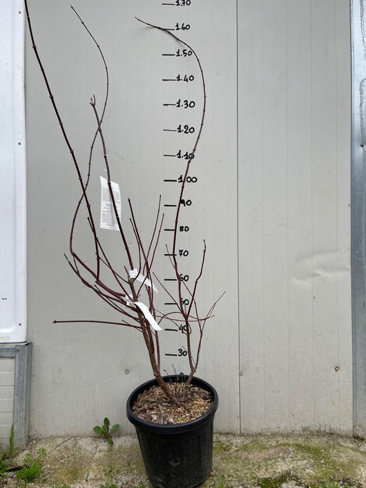 Acer Acero palmatum trompenburg H 150CM