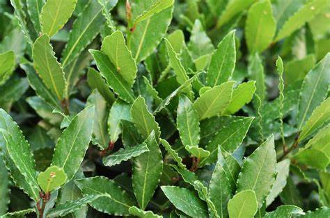 50 PIANTE DI ALLORO ( LAURUS NOBILIS ) H150 CM piante per siepi