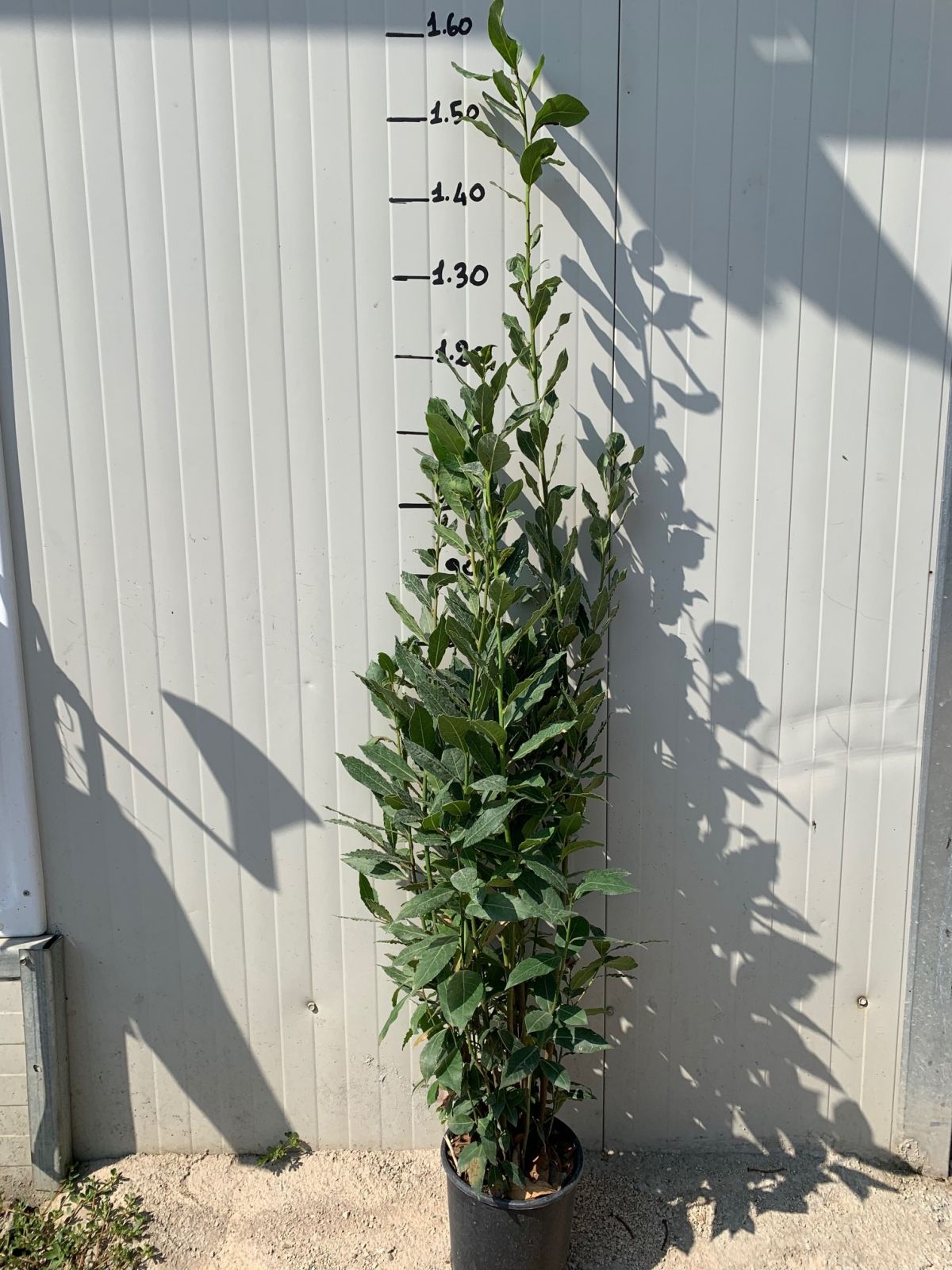 50 PIANTE DI ALLORO ( LAURUS NOBILIS ) H150 CM piante per siepi