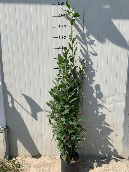 50 PIANTE DI ALLORO ( LAURUS NOBILIS ) H150 CM piante per siepi