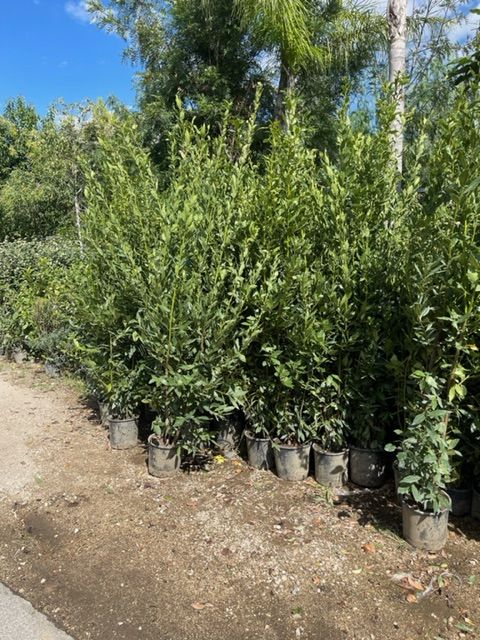 30 PIANTE DI ALLORO ( LAURUS NOBILIS ) H 190/200 CM vaso 24 cm foto reali