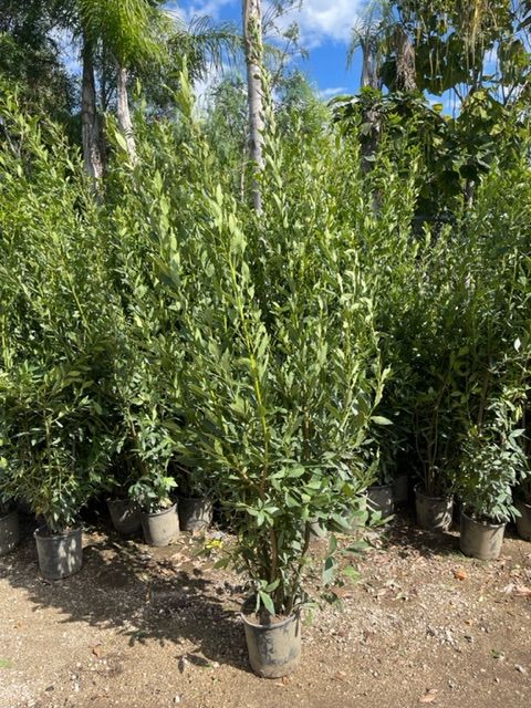 30 PIANTE DI ALLORO ( LAURUS NOBILIS ) H 190/200 CM vaso 24 cm foto reali