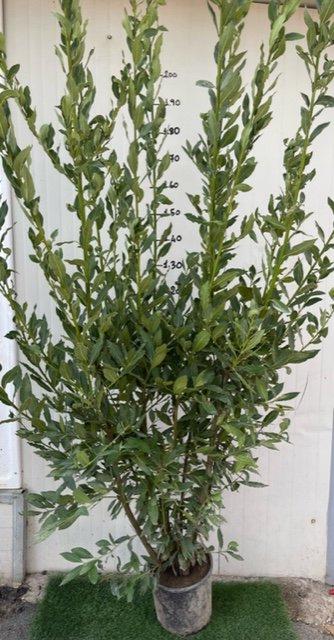 30 PIANTE DI ALLORO ( LAURUS NOBILIS ) H 190/200 CM vaso 24 cm foto reali