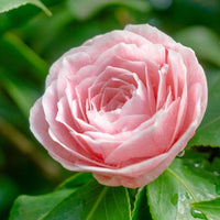 TERRICCIO VIGORPLANT substrato PIANTE ACIDOFILE camelie orchidee ortensie 20LT