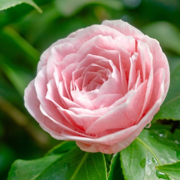 TERRICCIO VIGORPLANT substrato PIANTE ACIDOFILE camelie orchidee ortensie 20LT