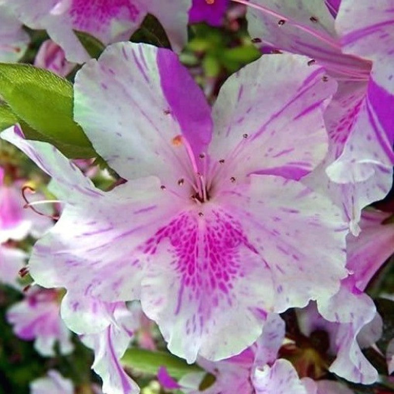 TERRICCIO VIGORPLANT substrato PIANTE ACIDOFILE camelie orchidee ortensie 20LT