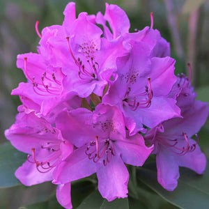 TERRICCIO VIGORPLANT substrato PIANTE ACIDOFILE camelie orchidee ortensie 20LT