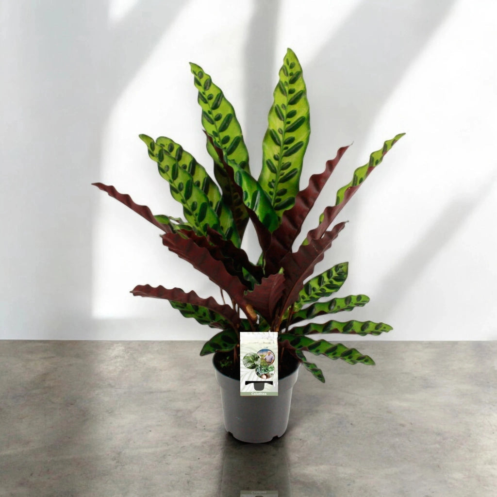 Gardenaria Calathea lancifolia - Pianta da interno ornamentale Altezza: 45 cm (vaso 14)