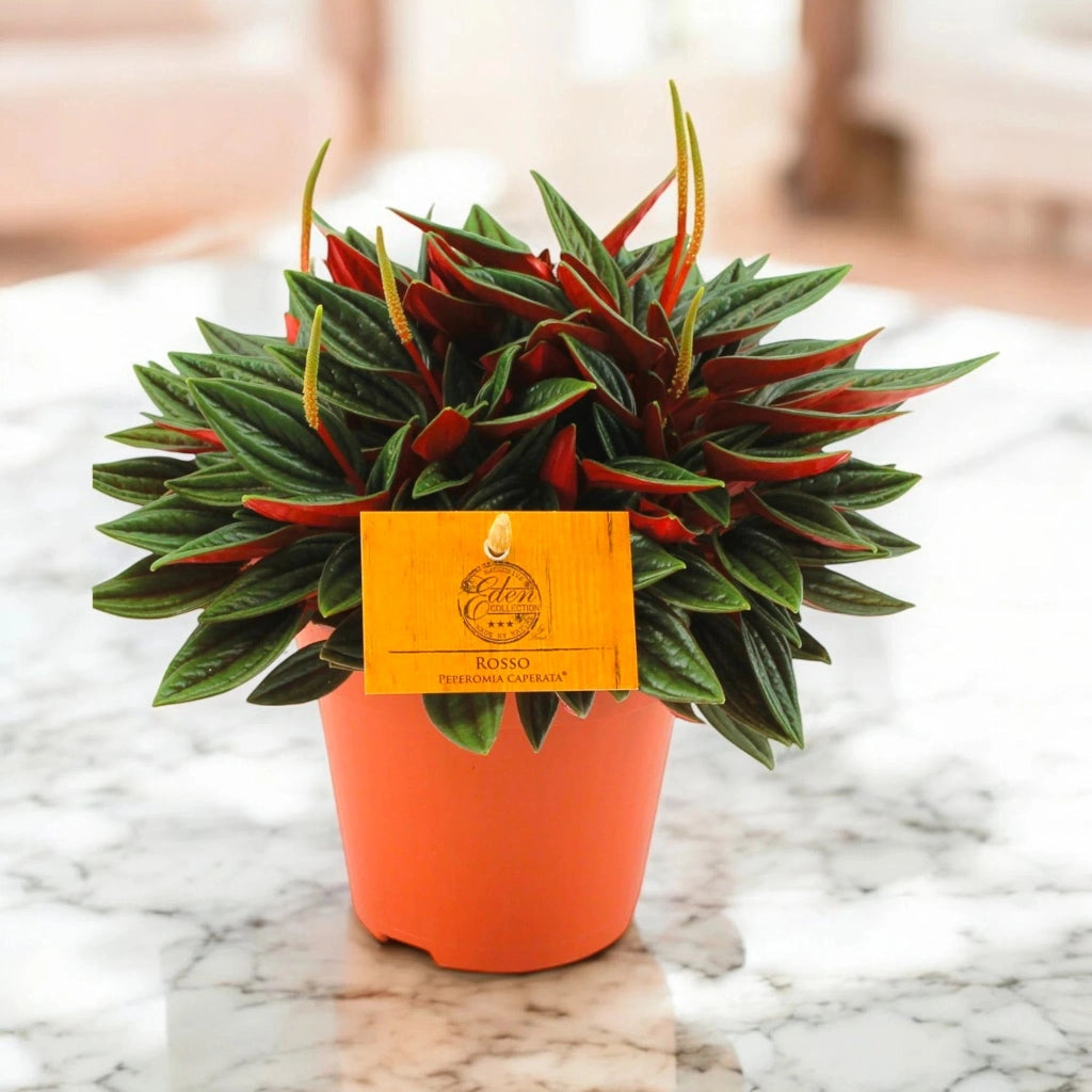 Gardenaria Peperomia caperata Rosso - Pianta da interno ornamentale Altezza: 20 cm (vaso 12)
