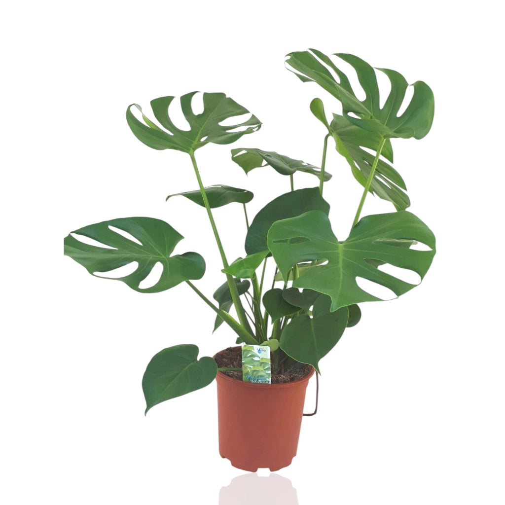 Gardenaria Monstera deliciosa - Pianta da interno ornamentale Altezza: 50 cm (vaso 14)