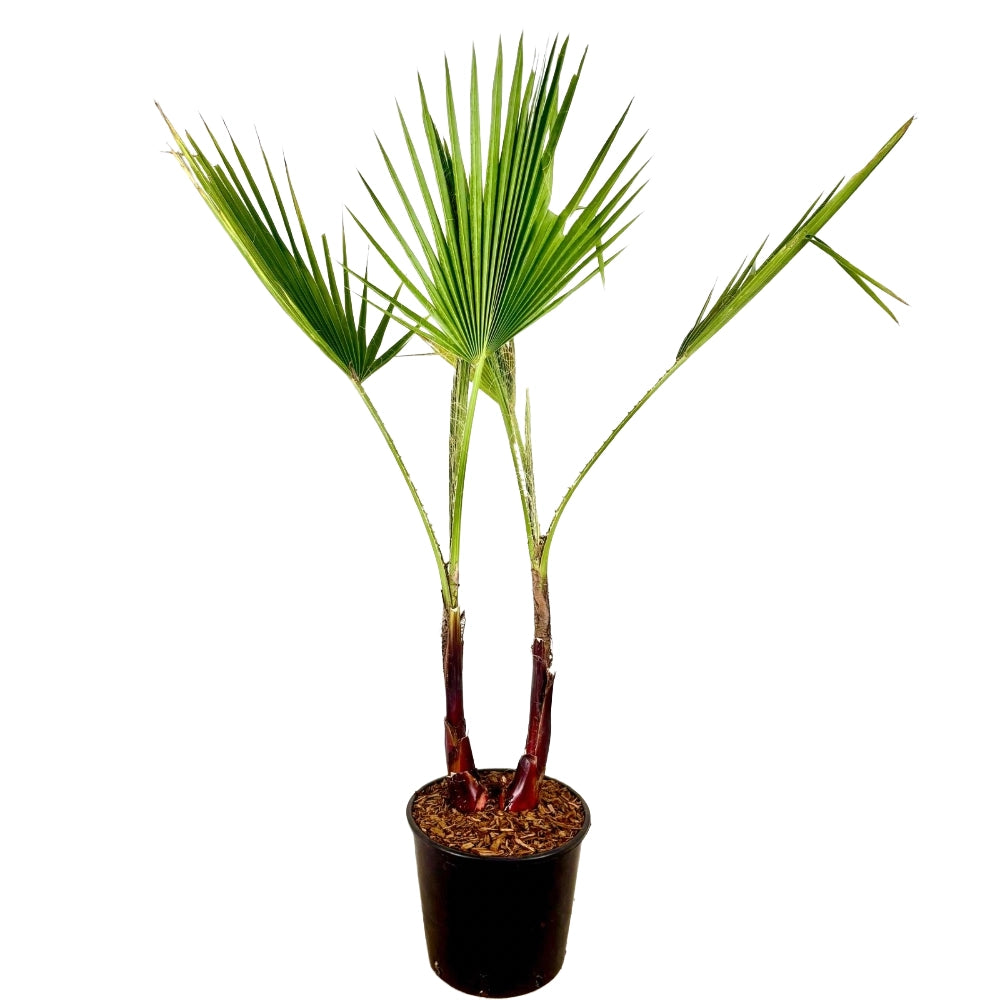 Pianta di PALMA WASHINGTONIA ROBUSTA 2 TRONCHI palma messicata in vaso 18 cm