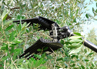 Abbacchiatore per olive Lisam MG Turbo pneumatico con astine arrotondate