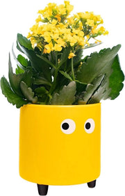 Bacino per piante - Bacino per piante con occhi Keramico vaso per piante giallo - Vaso decorativo per interni Originale vaso per piante con piantine per cactus